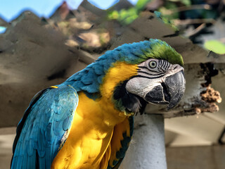 Portret Blue-and-Yellow, Ara ararauna, Malagana, Wildlife  in Colombia