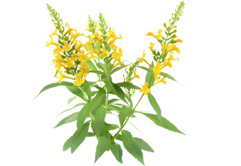 Goldenrod Flower isolated on transparent background. PNG file - obrazy, fototapety, plakaty