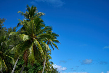 Fototapeta na wymiar Tropical green coconut palm trees with sunny blue skies on the island of Bora Bora, French Polynesia