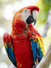 Portrait of Scarlet Macaw, Ara macao, sits on a dry branch in nature. Magdalena. Colombia