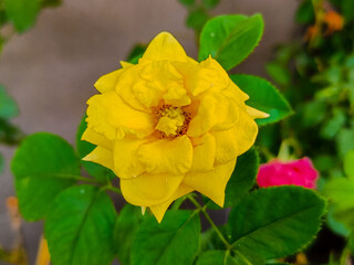 Yellow roses blooming in the garden.