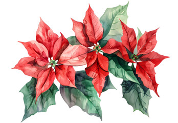  watercolor Poinsettia isolated on transparent background. PNG file