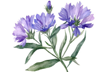  watercolor Stokesia isolated on transparent background. PNG file