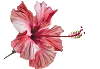 Hibiscus Flower isolated on transparent background. PNG file