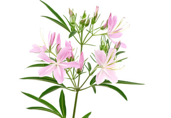Pink cleome spider flower isolated on white