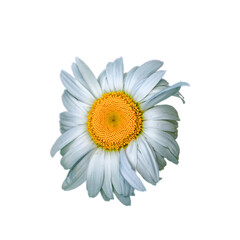 A close-up of a white daisy with a vibrant yellow center, isolated on a white background.