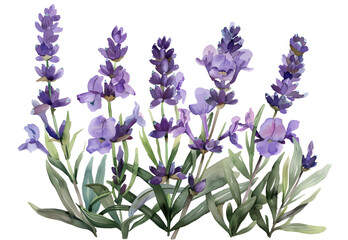 flowers Lavender watercolor isolated on transparent background. PNG file