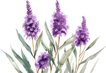 flowers Liatris watercolor isolated on transparent background. PNG file
