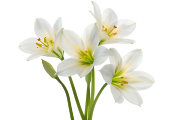 lilies isolated on a white background. white rain lily (zephyranthes candida)
