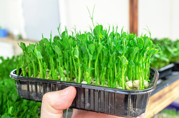 Plastic tray with microgreens with pea sprouts in the hand is held by a man. Healthy Eating Concept