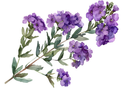Verbena watercolor isolated on transparent background. PNG file