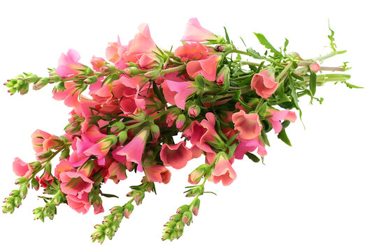 Single stem with pink flowers of snapdragon (Antirrhinum majus) isolated against a white background