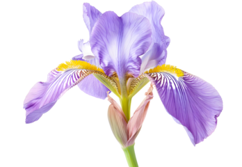 iris flower isolated on white