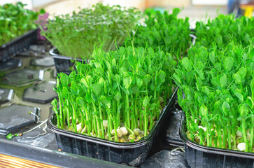Pea sprouts, microgreens in plastic trays. Healthy eating