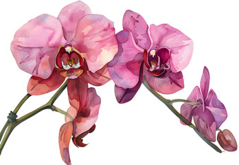 Orchid watercolor isolated on transparent background. PNG file