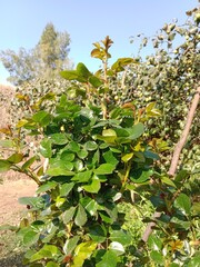 rosa odorata andrews sweet flower or tea rose flower or rose flower 