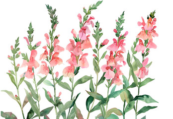 Snapdragon watercolor isolated on transparent background. PNG file