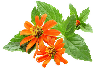 Tithonia rotundifolia, Sunflowers Mexico.