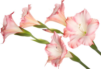 Studio Shot of Pink Colored Gladiolus Flower Isolated on White Background.