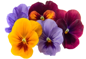 Fototapeten Closeup of colorful pansy flower, The garden pansy is a type of large-flowered hybrid plant cultivated as a garden flower. This image was blurred or selective focus. © korawik