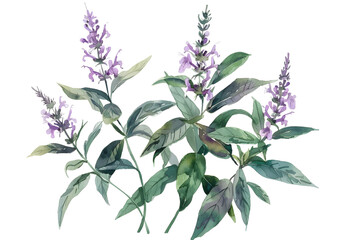 Vervain watercolor illustration isolated on transparent background. PNG file