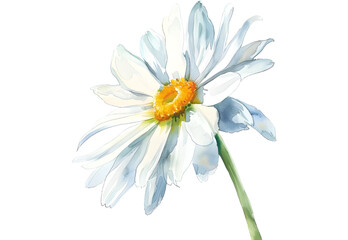 Painted Daisy watercolor isolated on transparent background. PNG file