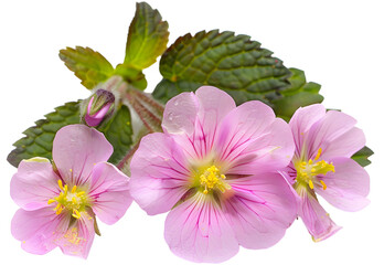 Top view of pink 'Primula Acaulis' primrose flowers in bloom on white background