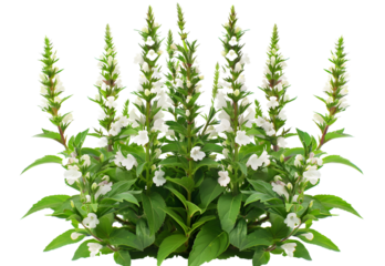 Beautiful Spiked Speedwell flowers in the park.
