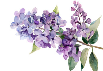 A Lilac watercolor isolated on transparent background. PNG file