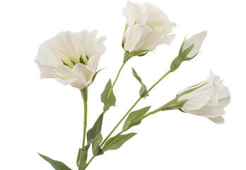 White flowers isolated on white. Eustoma