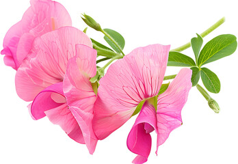 Purple sweet pea isolated on white background