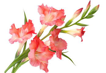 single spike gladiolus with petals of red, purple and white color with water drops from rain, isolated on white background