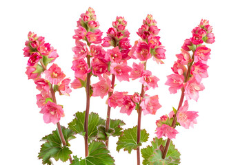 Heuchera sanguinea beautiful ornamental spring flowering plant,