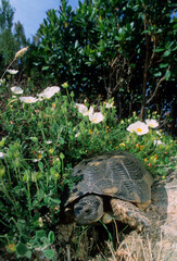  view of a Sardinian Marginated Tortoise walking in the wild Sardinia, Italy