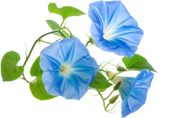 Wild Japanese morning glory flowers (Ipomoea nil) is a species of Ipomoea morning glory known by several common names, including picotee morning glory, ivy morning glory.
