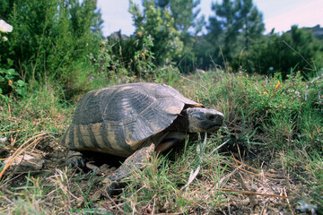  view of a Sardinian Marginated Tortoise walking in the wild Sardinia, Italy