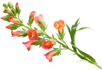 Snapdragon isolated on transparent background. PNG file