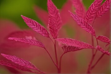 close-up of vibrant pink fern leaves

