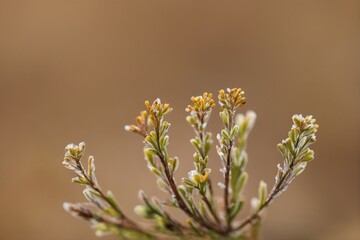 close-up of frost-covered pine tree branch tips
