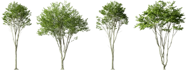 Muurstickers Serene green trees environmental clipart on transparent backgrounds 3d illustrations png © Krit
