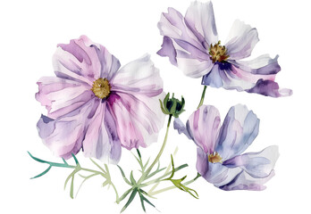 A Cosmos watercolor isolated on transparent background. PNG file