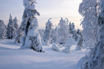 Snowy forest in Lapland Finland