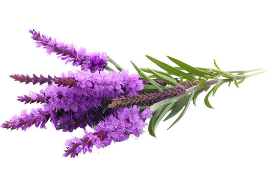 A Liatris isolated on transparent background. PNG file