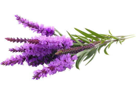 A Liatris isolated on transparent background. PNG file