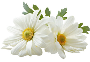 Fototapeta premium Daisy isolated on white background