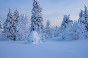 Fototapeta na wymiar Snowy forest landscape in Lapland Finland