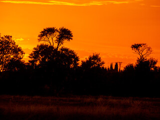 sunset in the serengeti