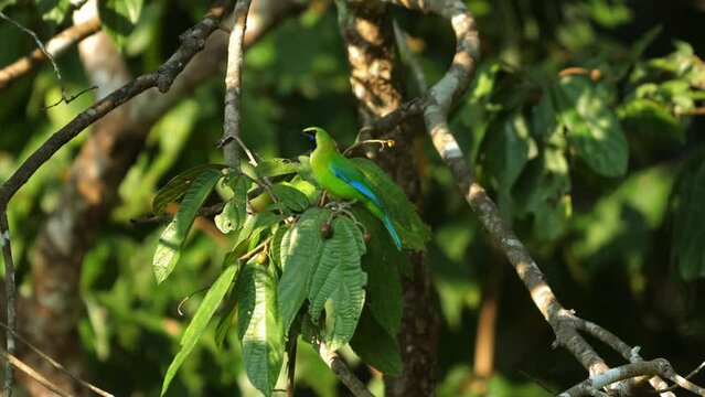 Vivid green leafbird perched on branch in natural habitat. Wildlife and biodiversity.