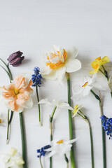 Stylish daffodils and muscari flat lay on rustic white table. Hello spring, floral banner. Beautiful spring flowers bouquet composition on wood. Happy womens day and Easter