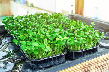 Fresh micro greens closeup. Growing sunflower sprouts for healthy salad. Eating right, stay young and modern restaurant cuisine